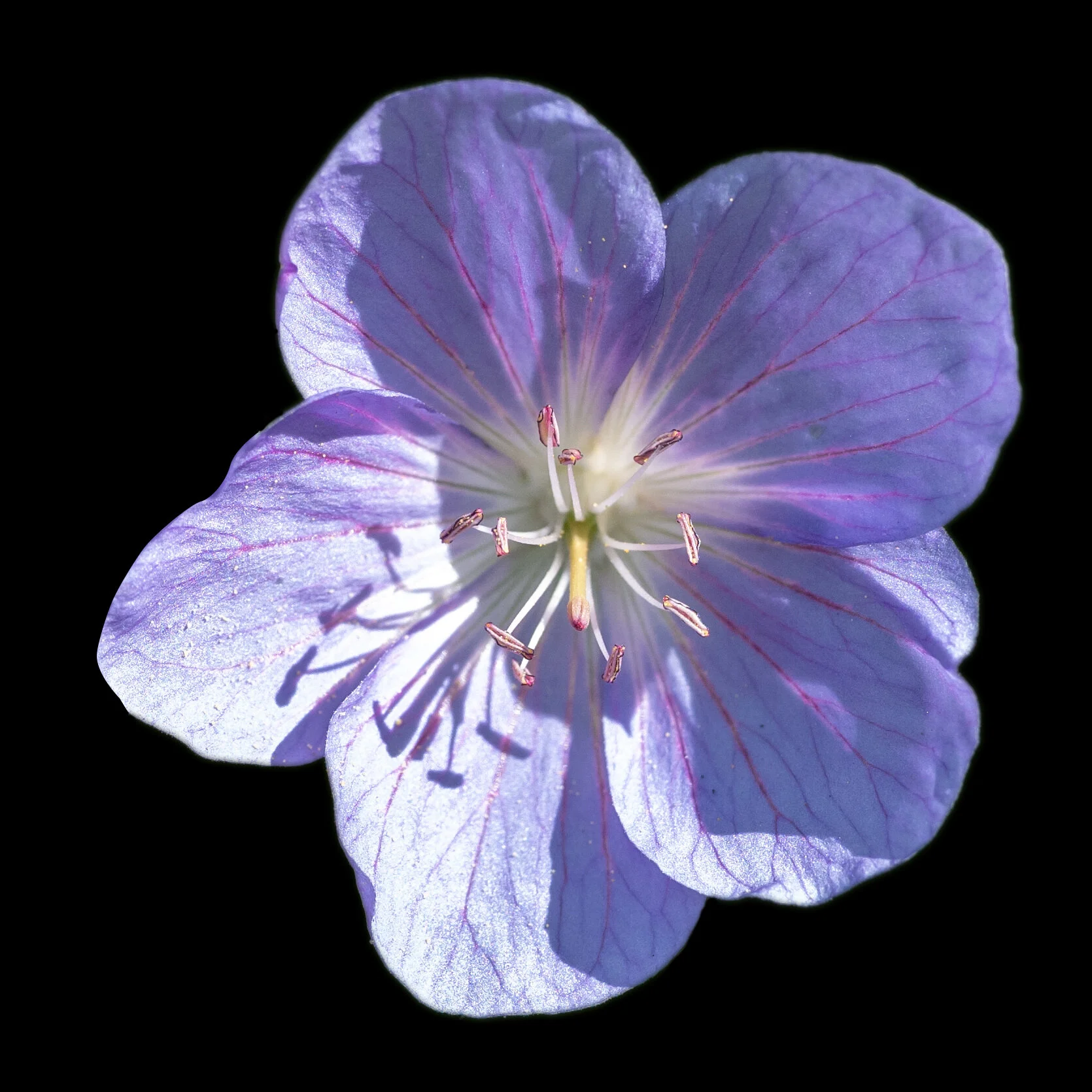 Evening Primrose-3.jpg