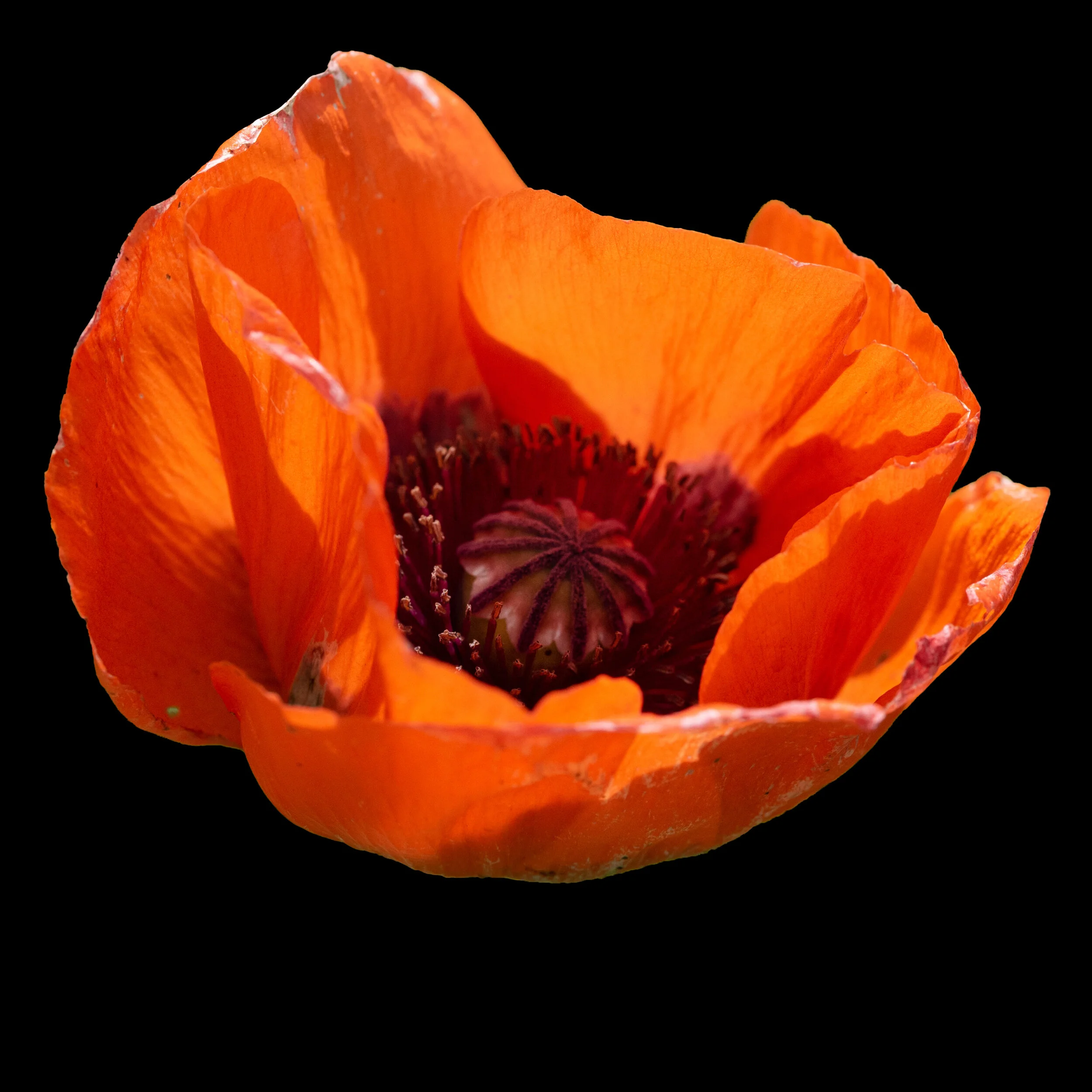 Oriental Poppy.jpg