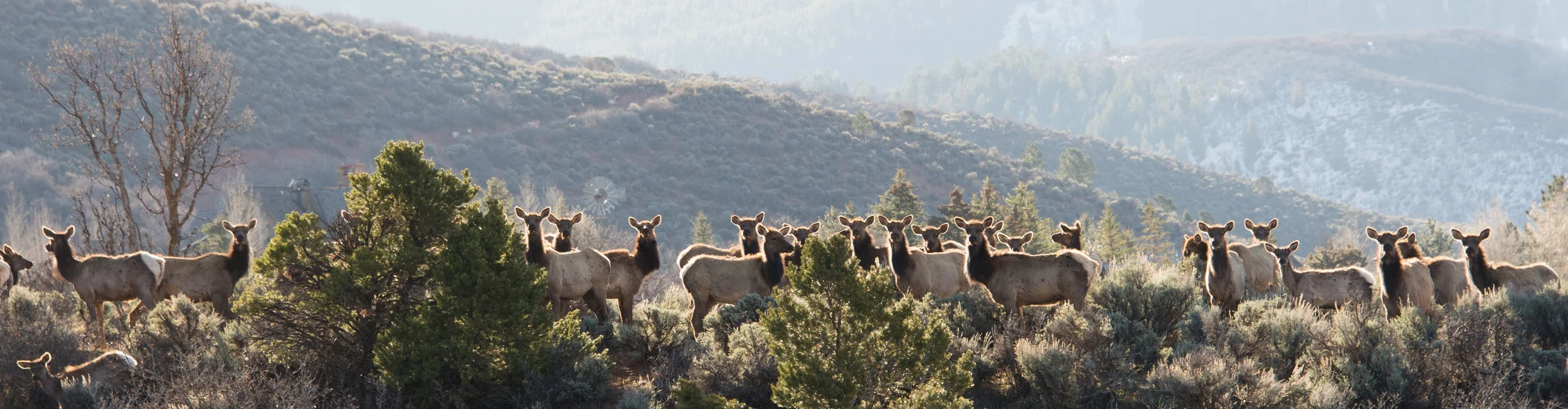 Wapiti_Wonder__McClain_Flats__Aspen-DSC_8724.jpg