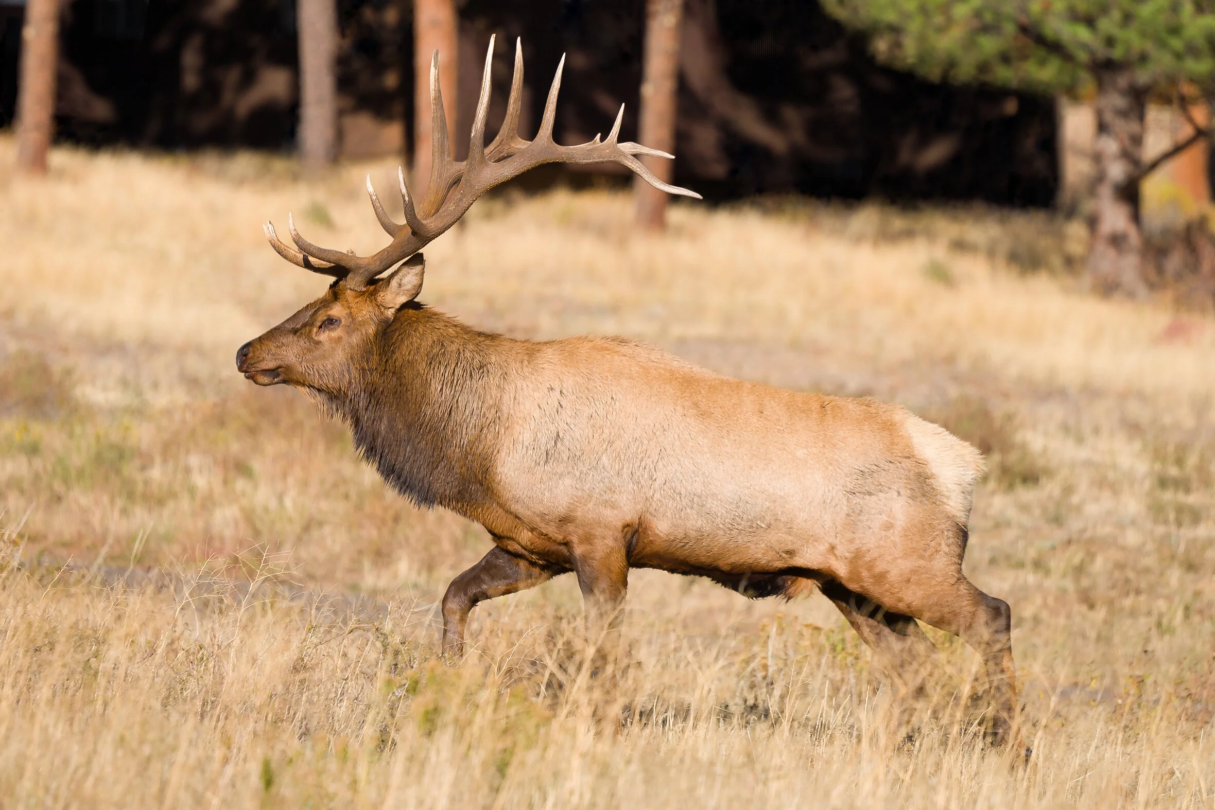 Herd_Bull_#3-20161006_1029.jpg