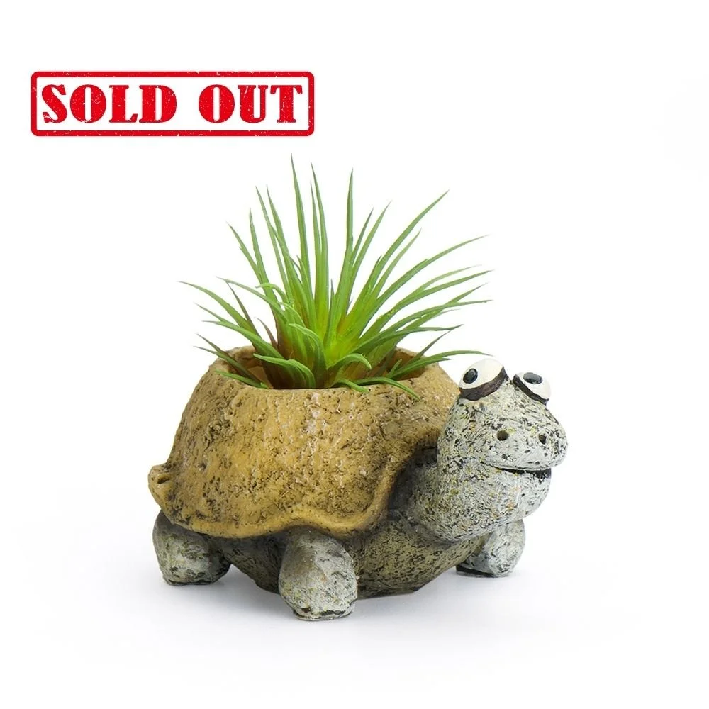 G21455 - 'Baby Preston' Mini Tortoise Planter