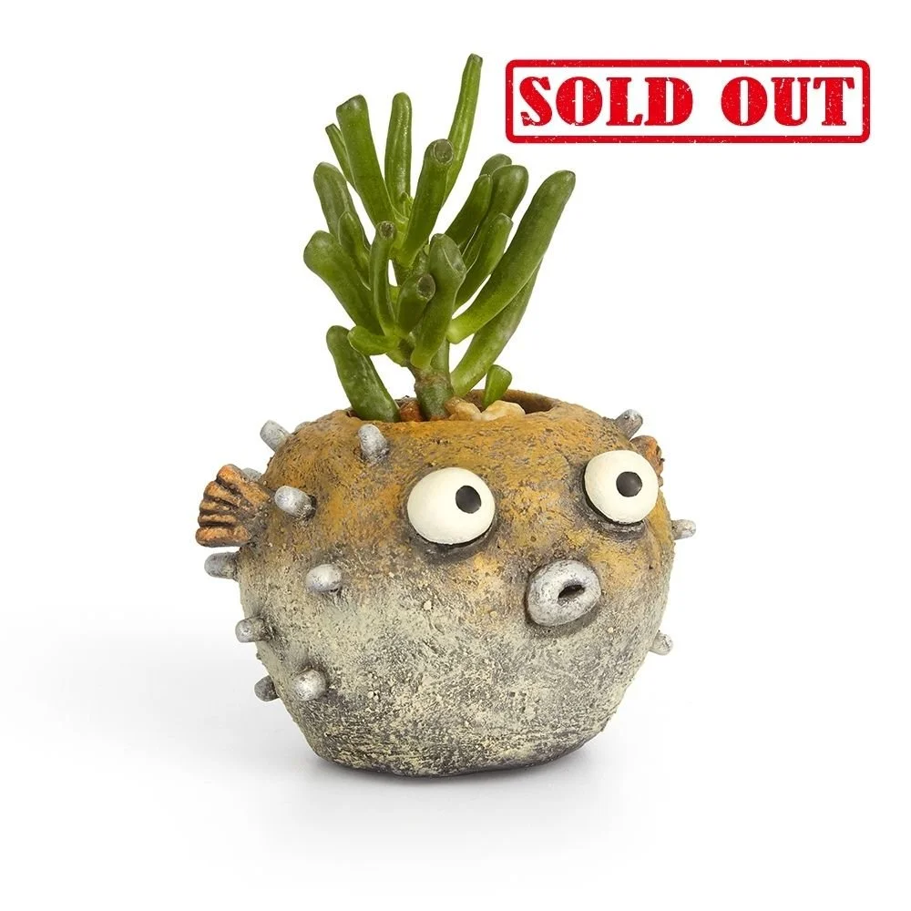 G21568 - 'Hootie' Blowfish Planter