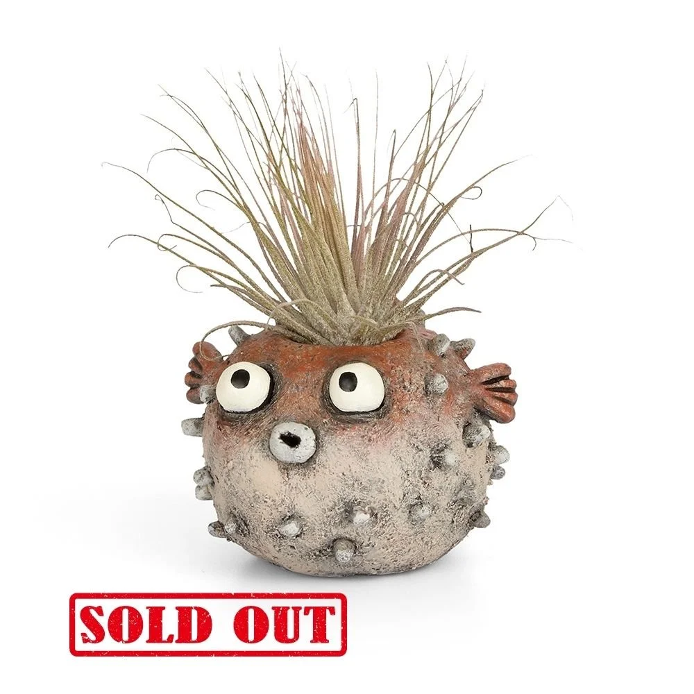 G21569 - 'Sushi' Blowfish Planter