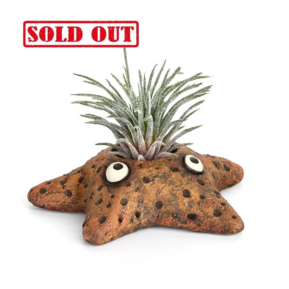 G21578 - 'Aster' Starfish Planter