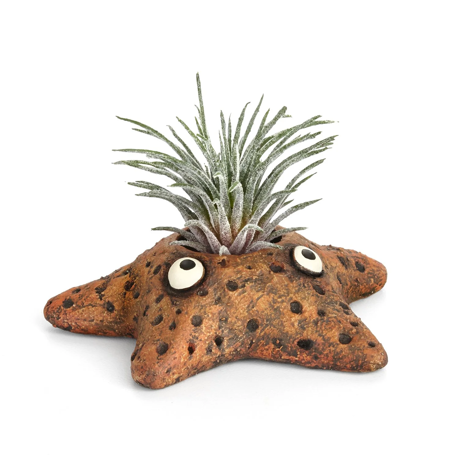 G21578 - 'Aster' Starfish Planter
