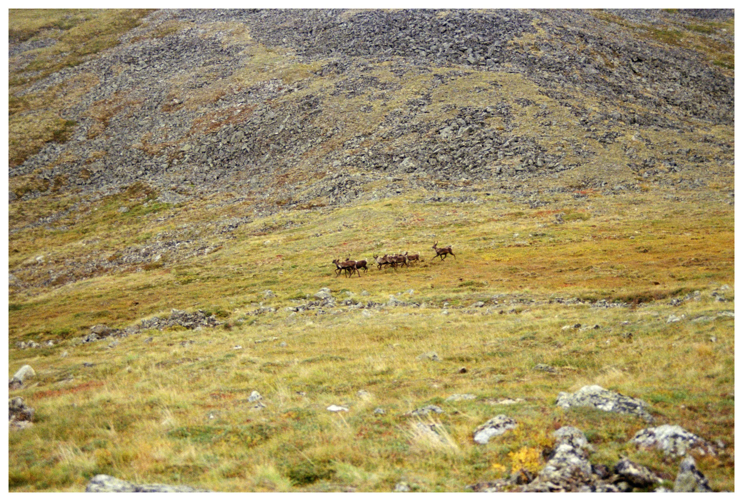 2019_alaska_-006-copy.jpg