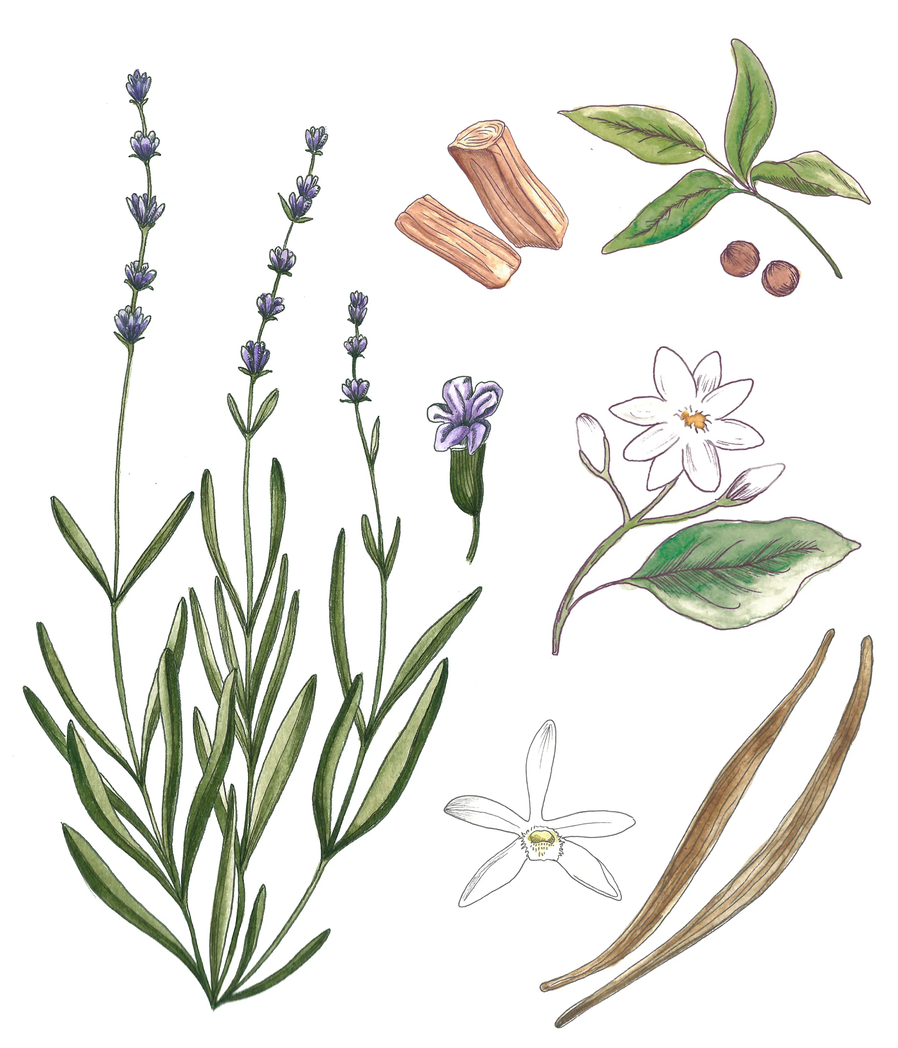 EB-AromesMonGuerlain.jpg
