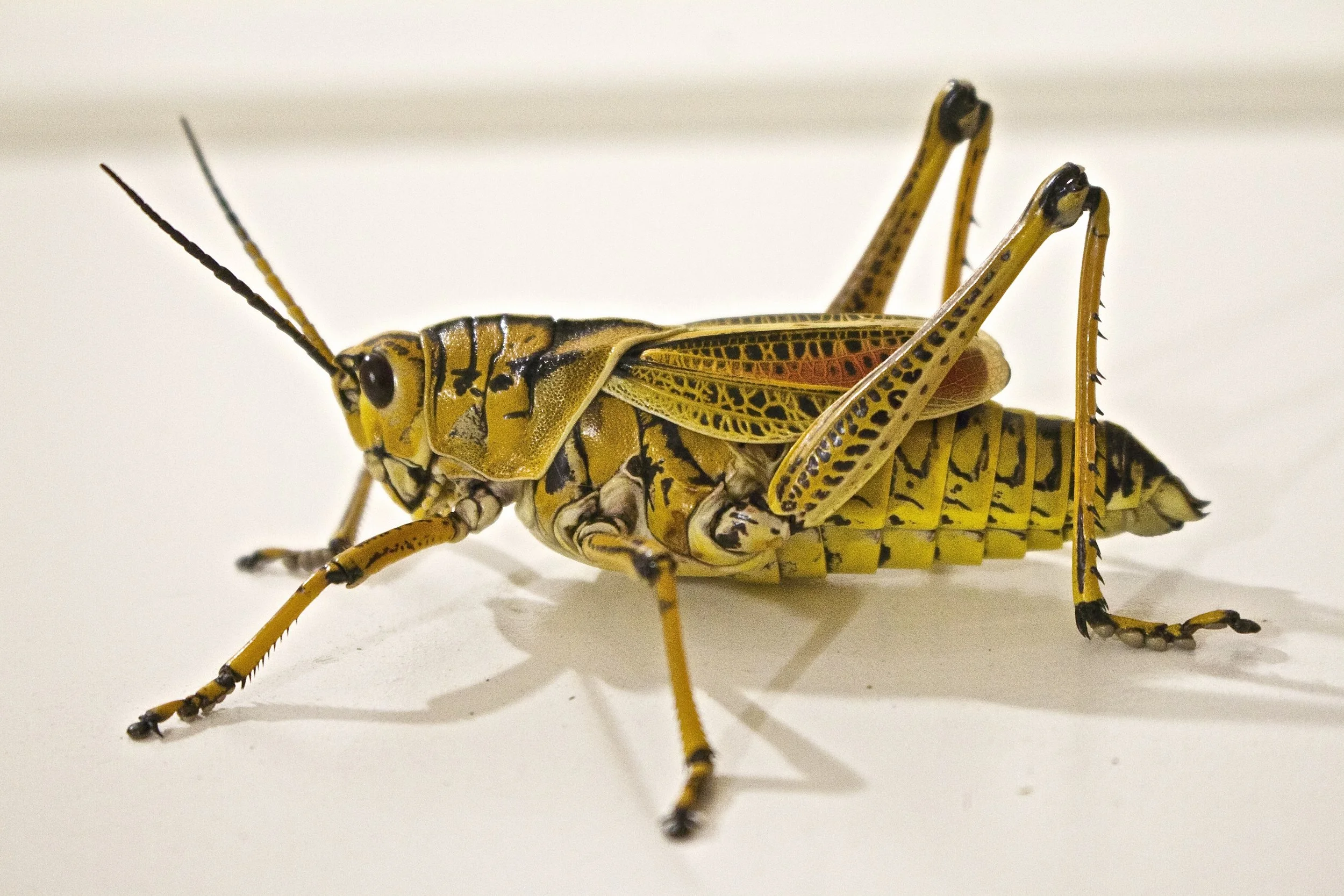 locust-jumping-grasshopper-animal-37830.jpeg