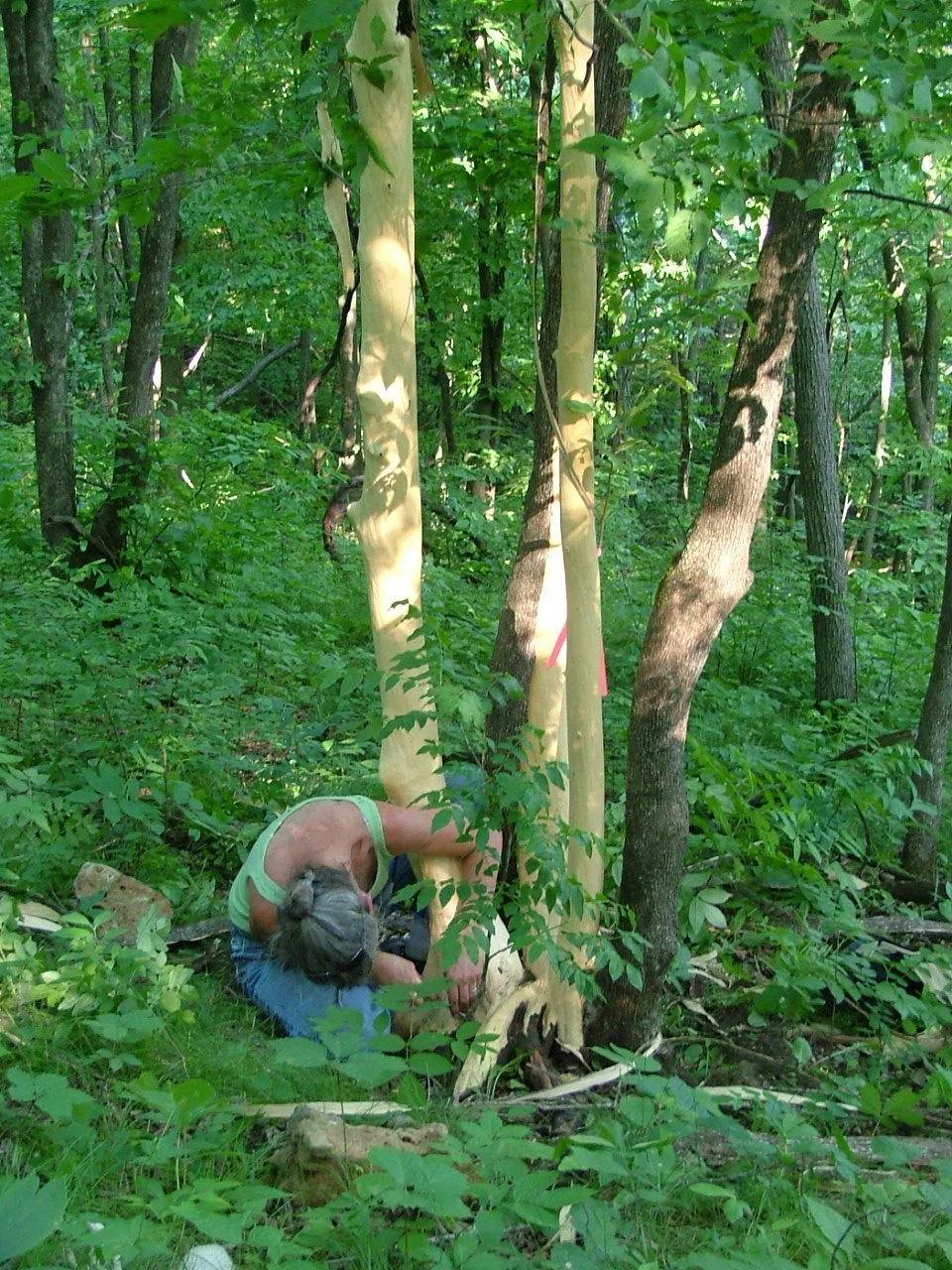 Peeling Trees and Sustainability Practices – Part 2