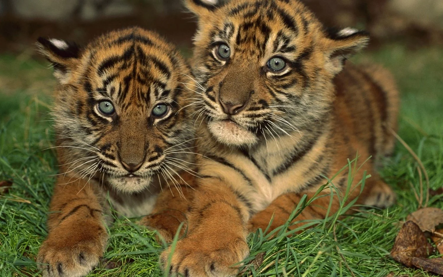 Ayahuasca Visions: Tiger Fantasies & Lessons in Self-Love