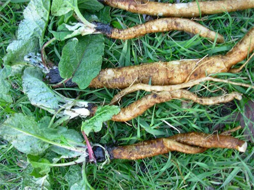 burdock on grass.jpg