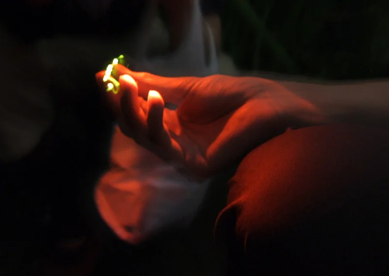 fireflies.jpg