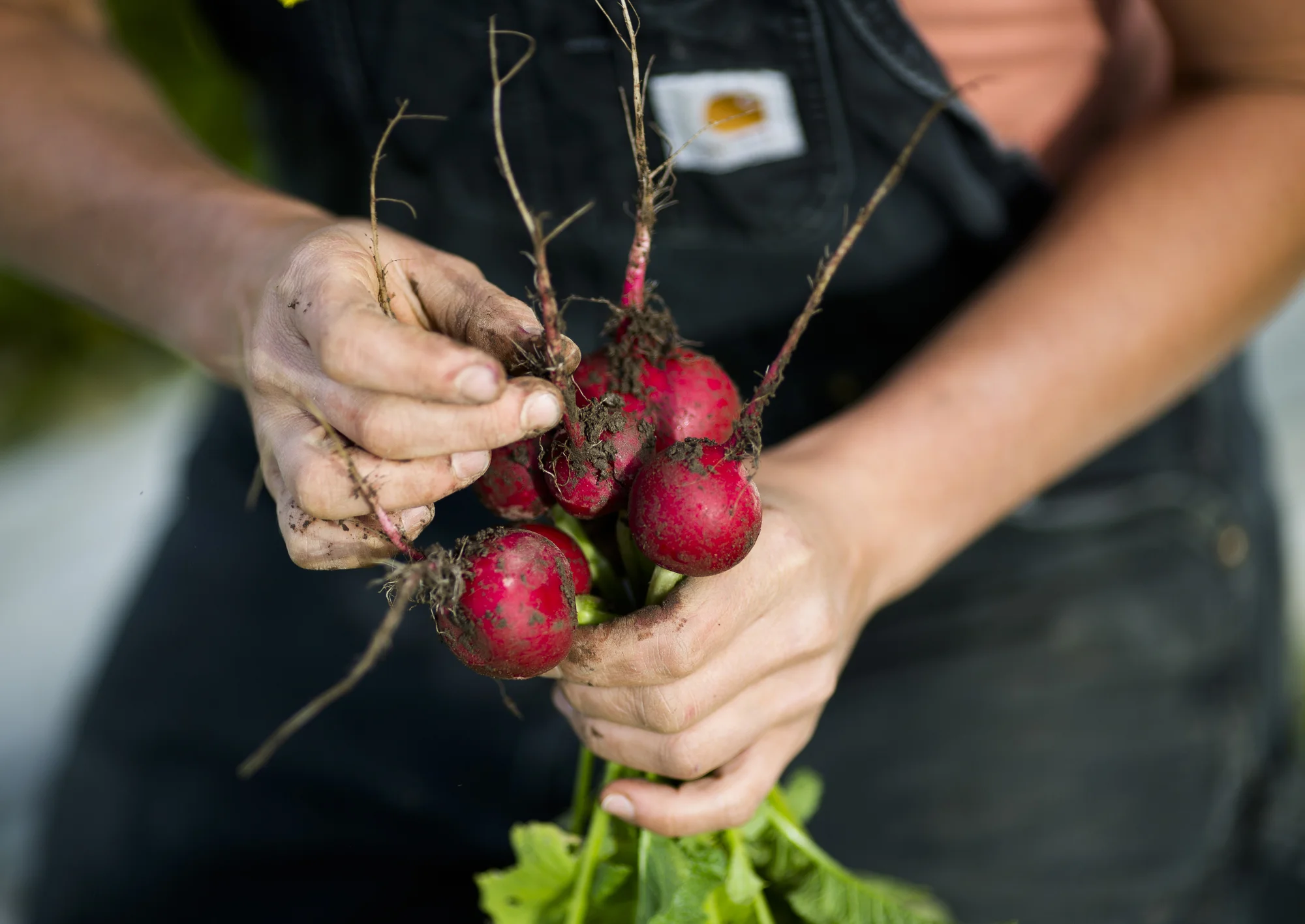 Working hands from Rabbit Fields Farm in Everson, WA