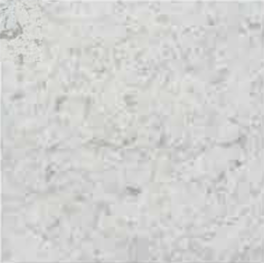 GIOIA MOSCHETTO POLISHED STONE 1-1/4" SLAB 3CM THICK