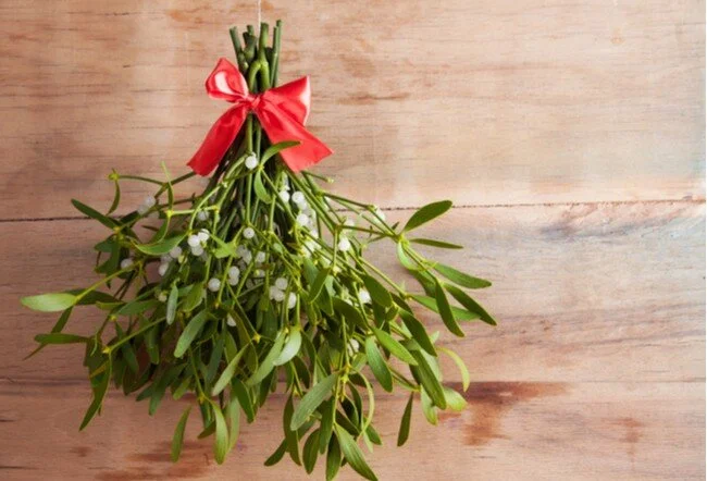 Optimized mistletoe.jpg