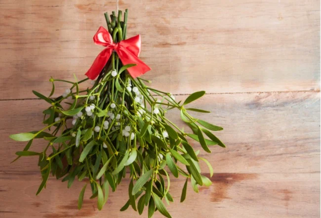 Mistletoe Joe