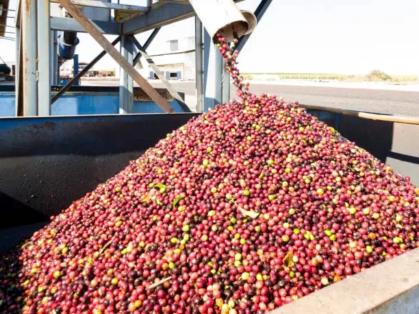 Coffee Processing Methods