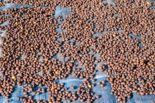 Coffee Processing Methods