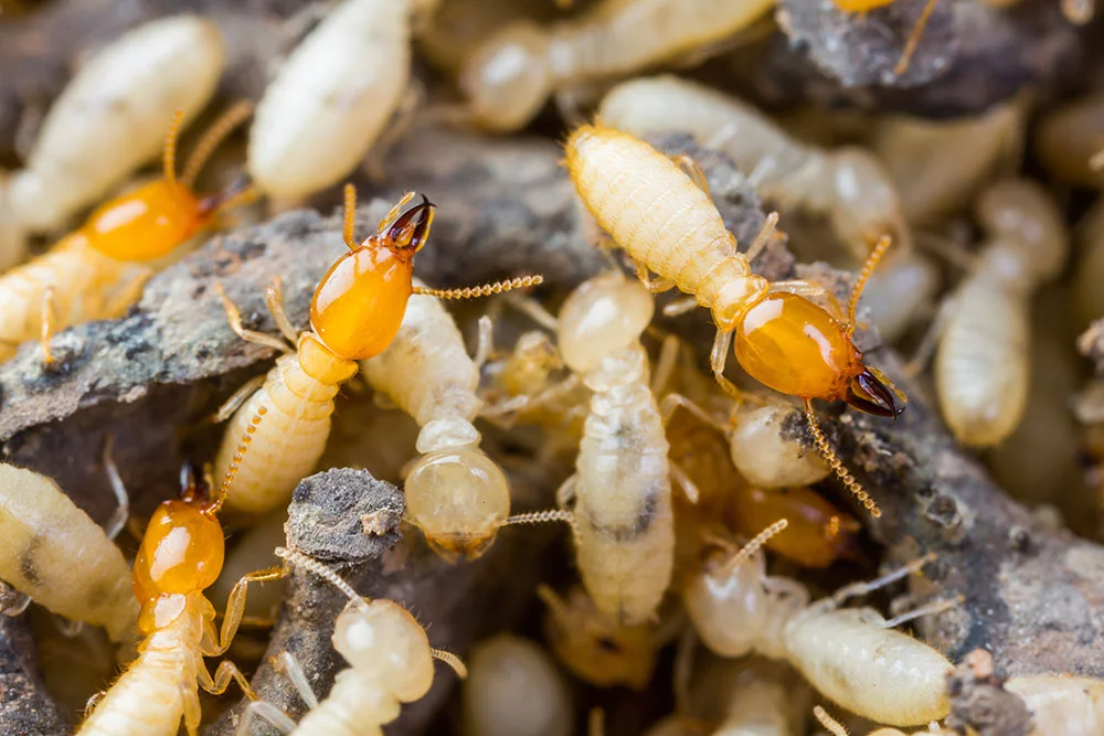 termites.jpg
