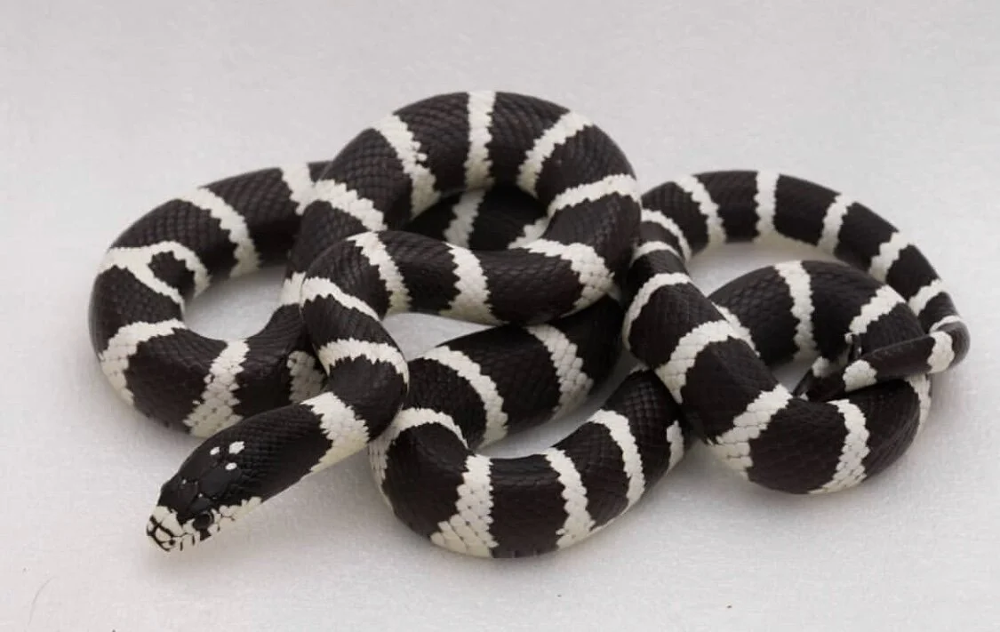  Photographed by Isaiah Fairchild.  