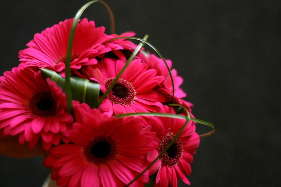 pink-gerbers.jpg