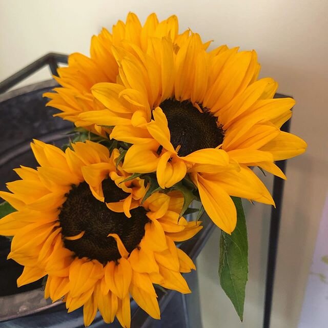 🌻Sunflowers 🌻  A cheerful flower #Sunflower