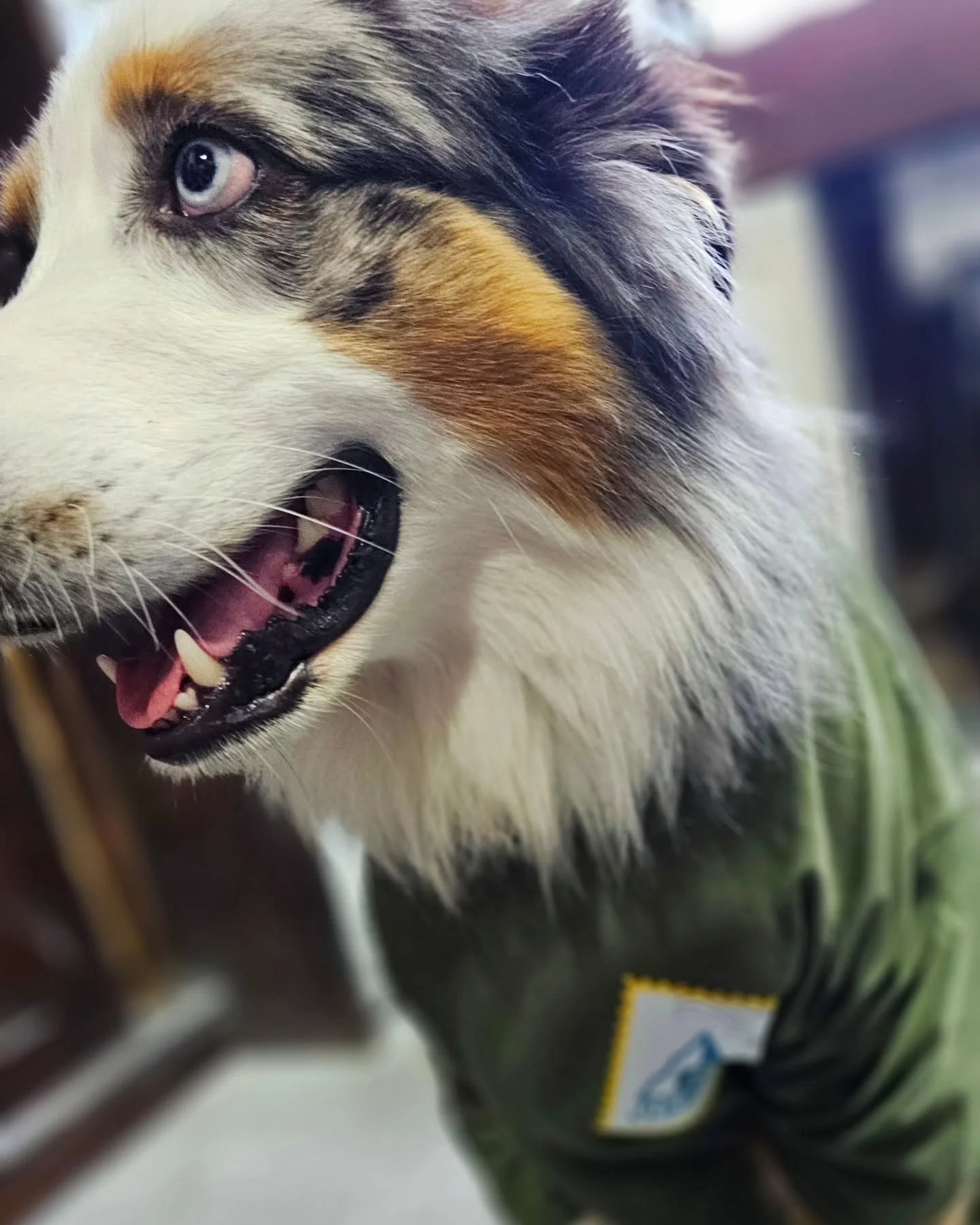 Boulder League shirts are in! Zephyr has his! 
Week 3 starts tomorrow