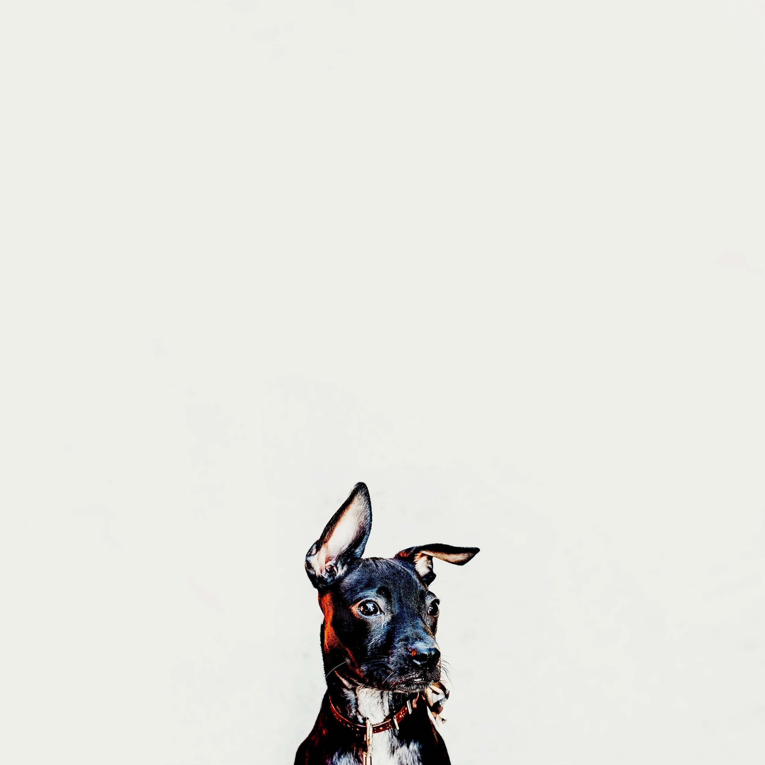 stewart