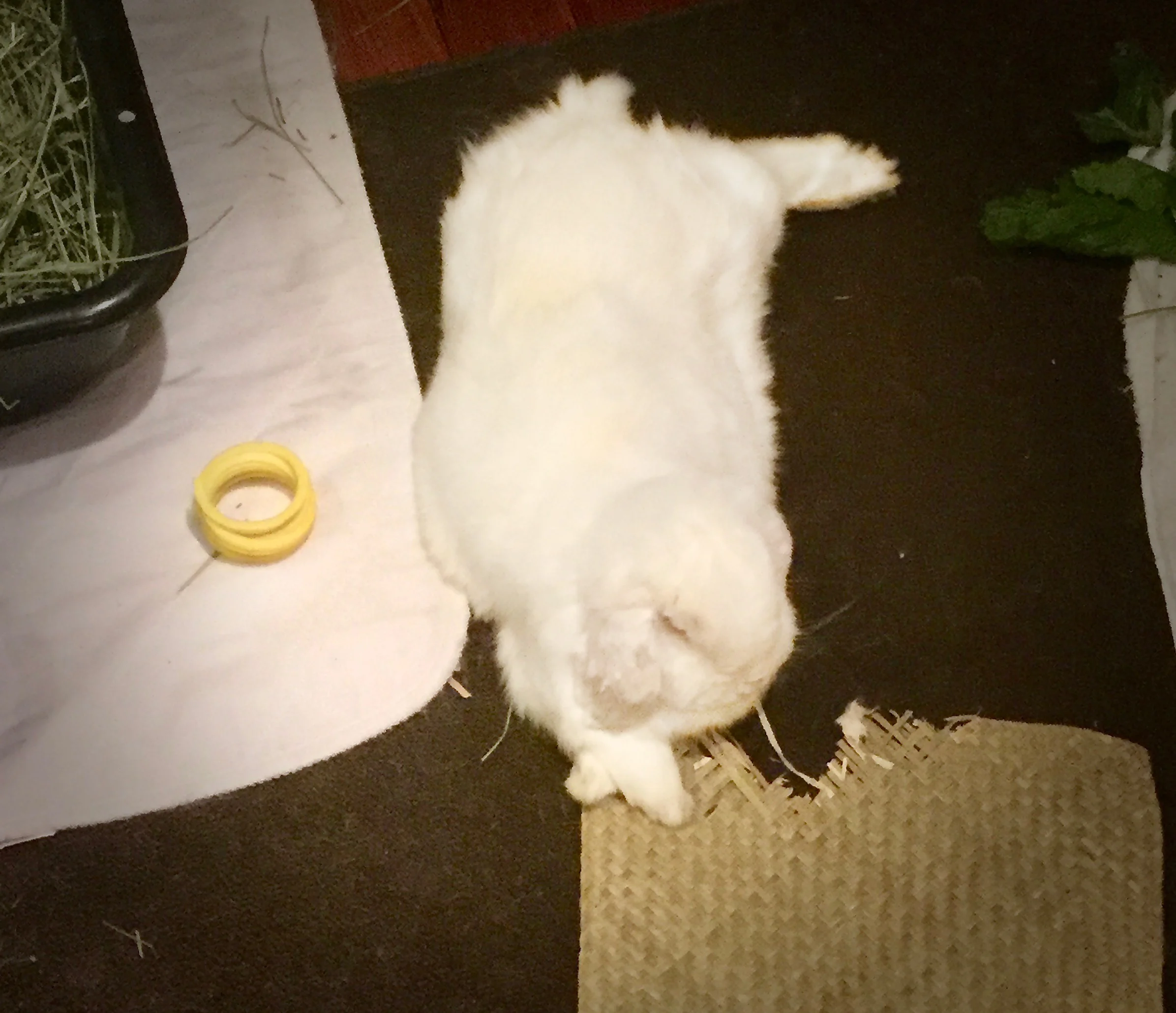 Carlos Lop-ez, International Bunny of Mystery relaxes confidently knowing that he can Woosh at will.