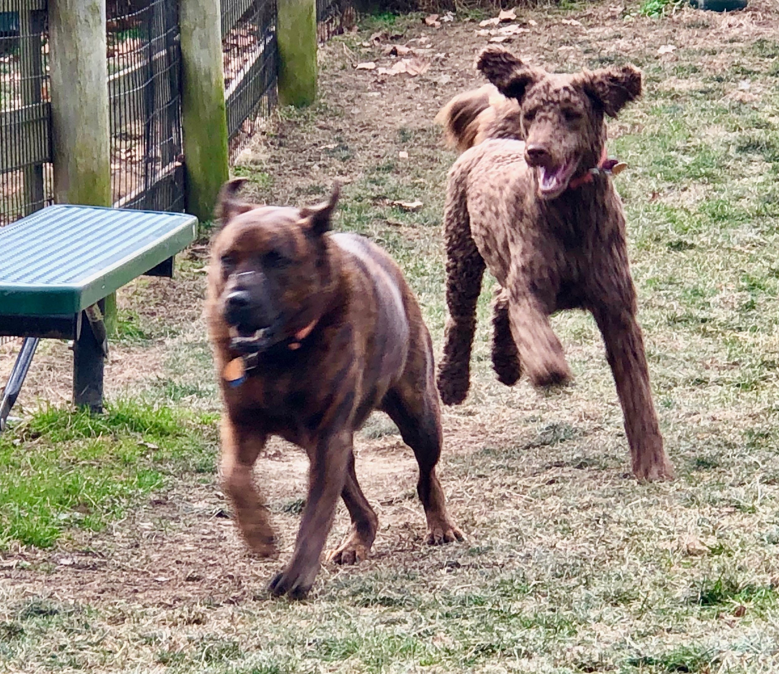 Sadie and Ellie 1.jpeg