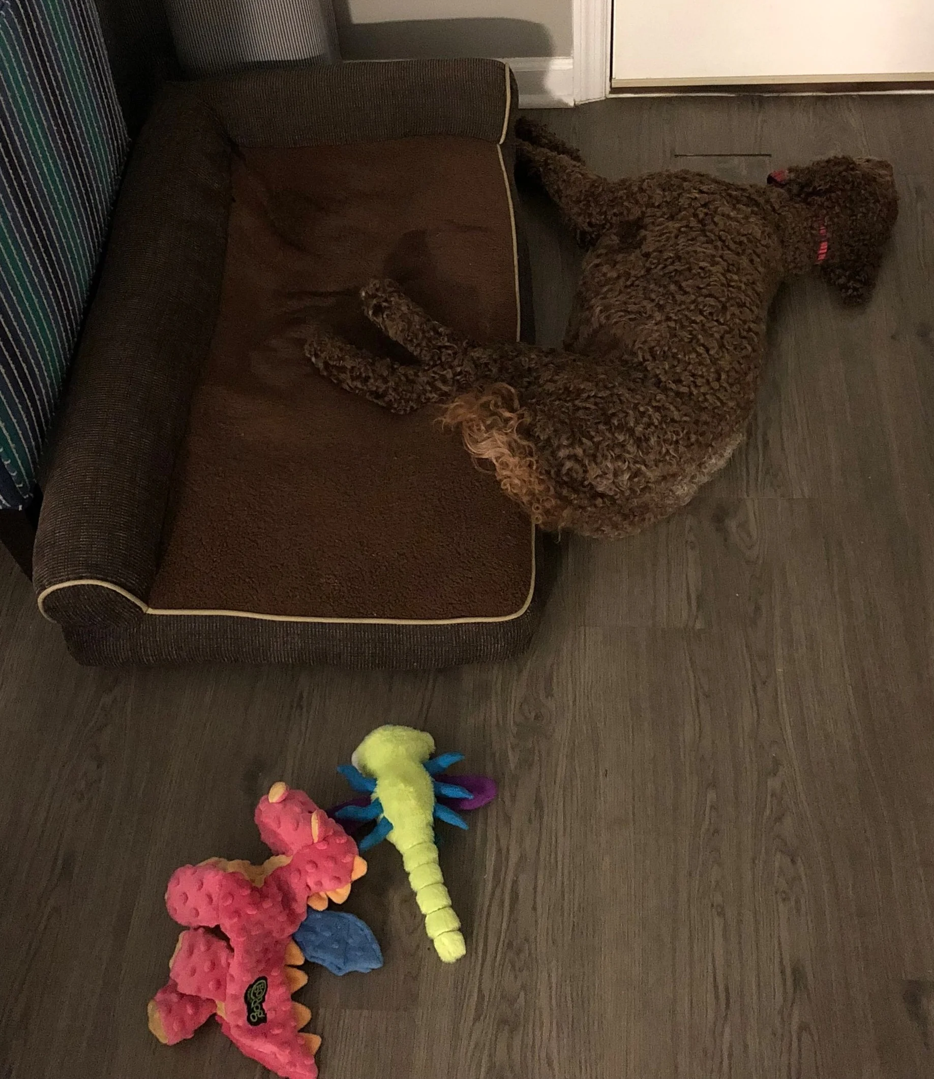 I almost made it to my bed after a long day of playing with my new toys.