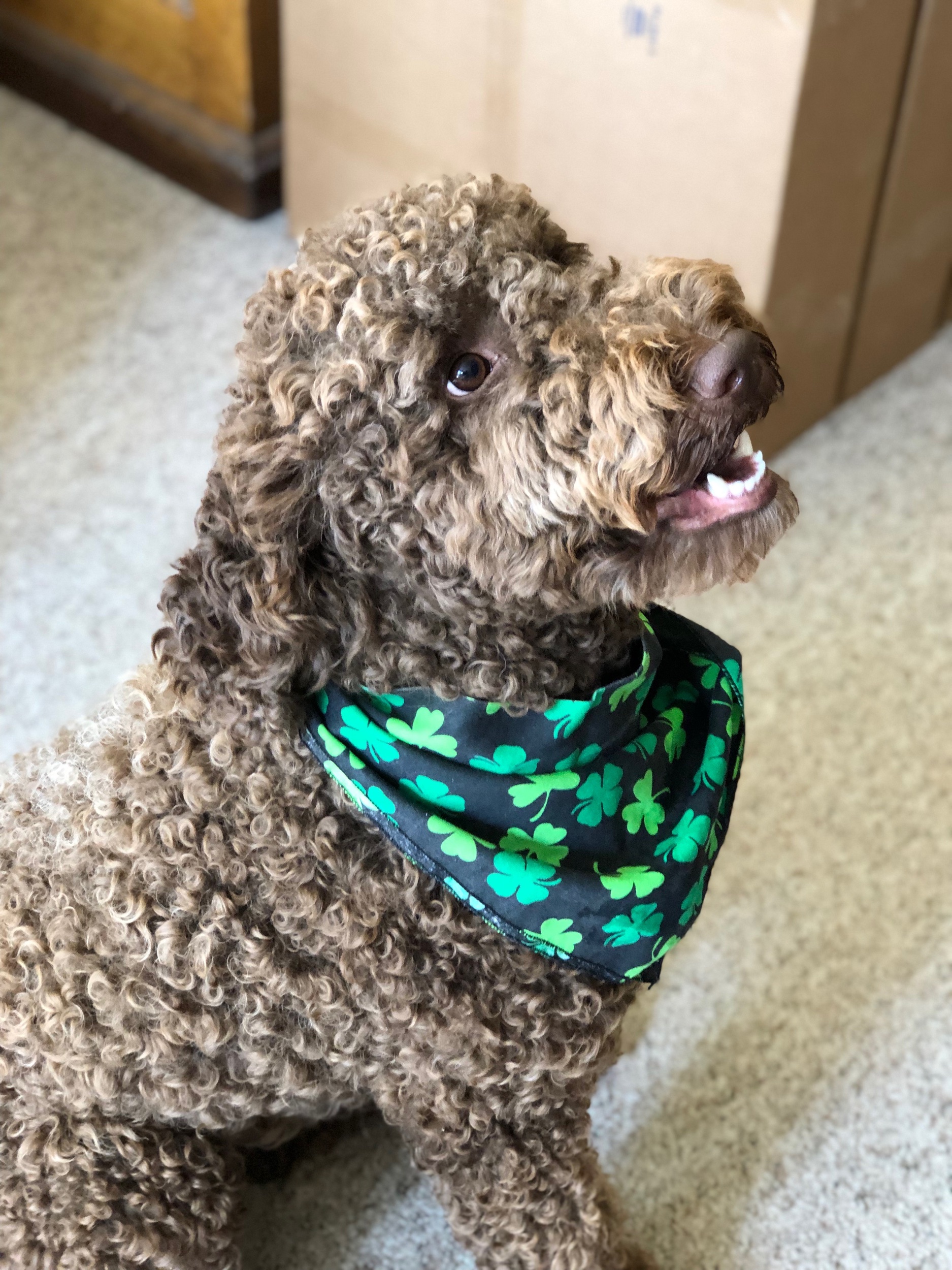 Me in my St. Patrick’s Day bandana.