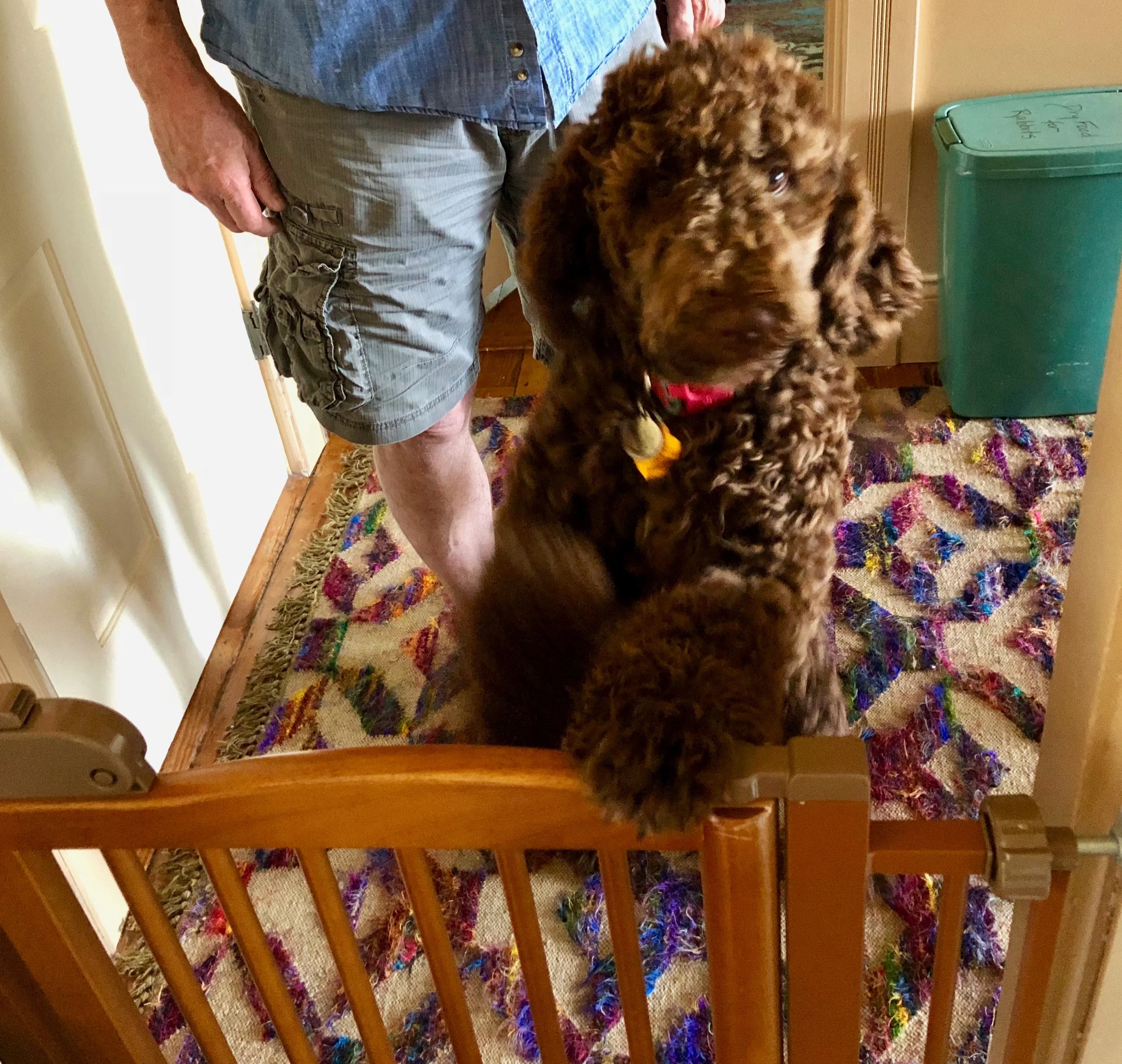 Me, looking excitedly over the bunny gate