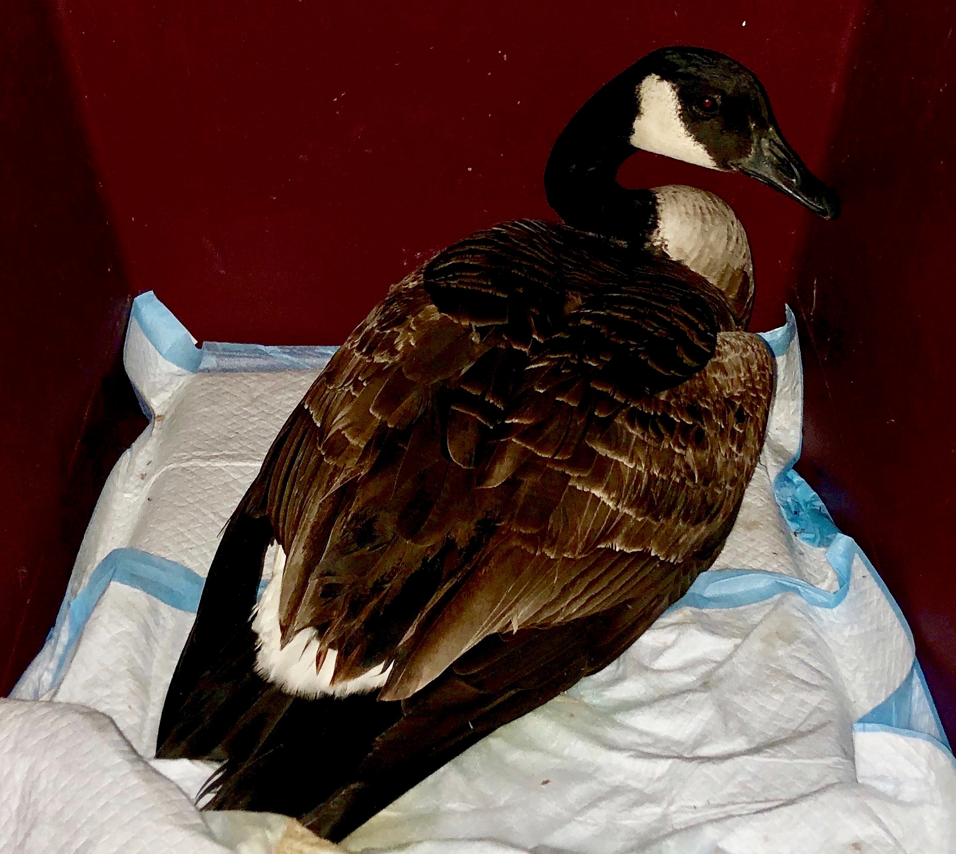 An injured goose arrives.
