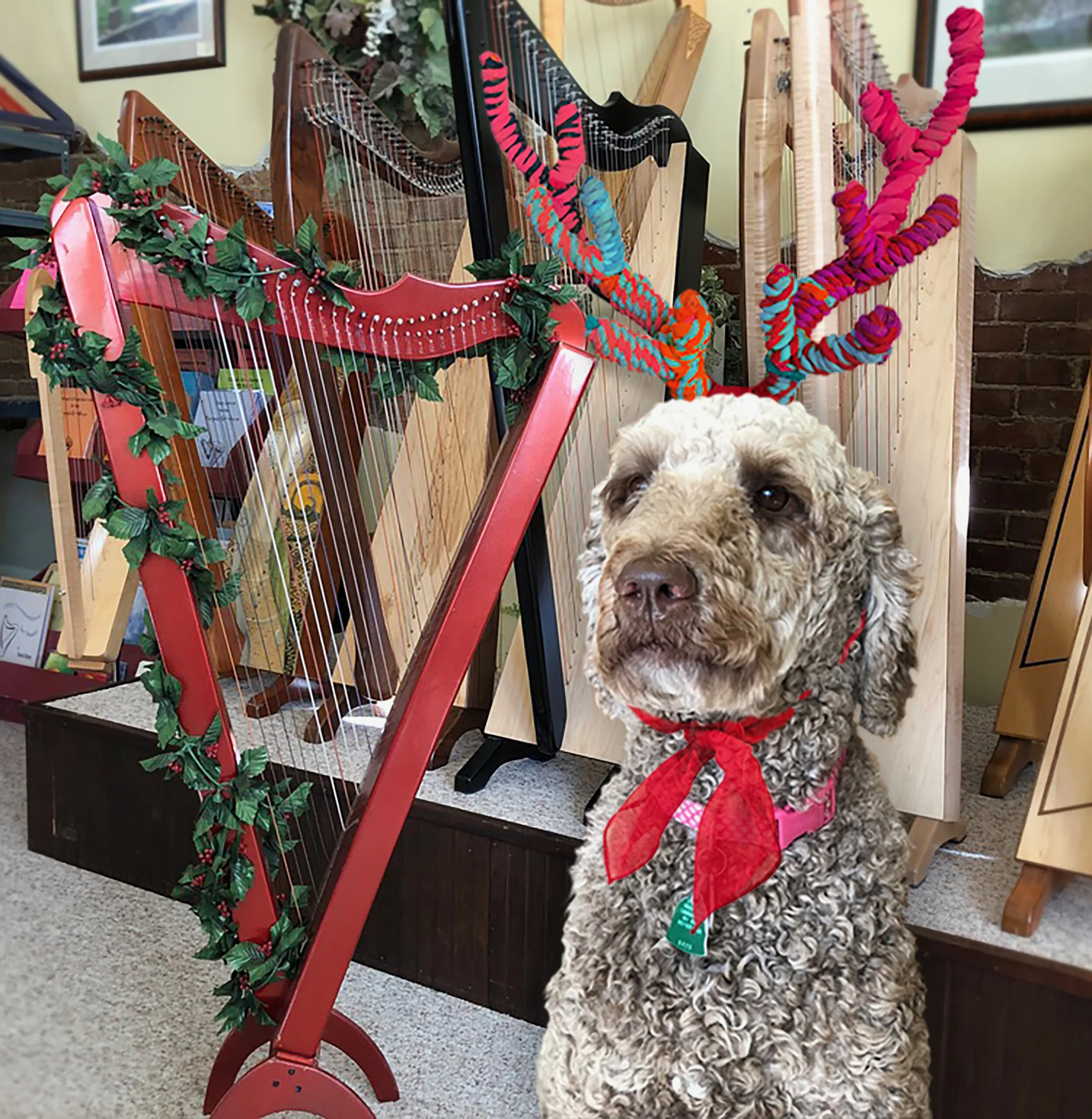 Ugly Sweater Contest - Pet Edition!!