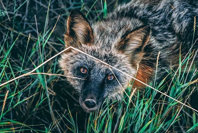Curiosity 🦊