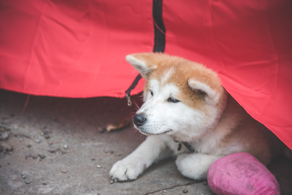 DSC_6046.jpg