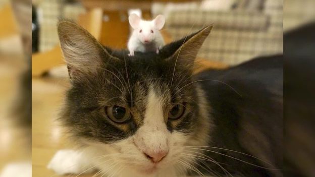 Are These Mice Unafraid of Cats