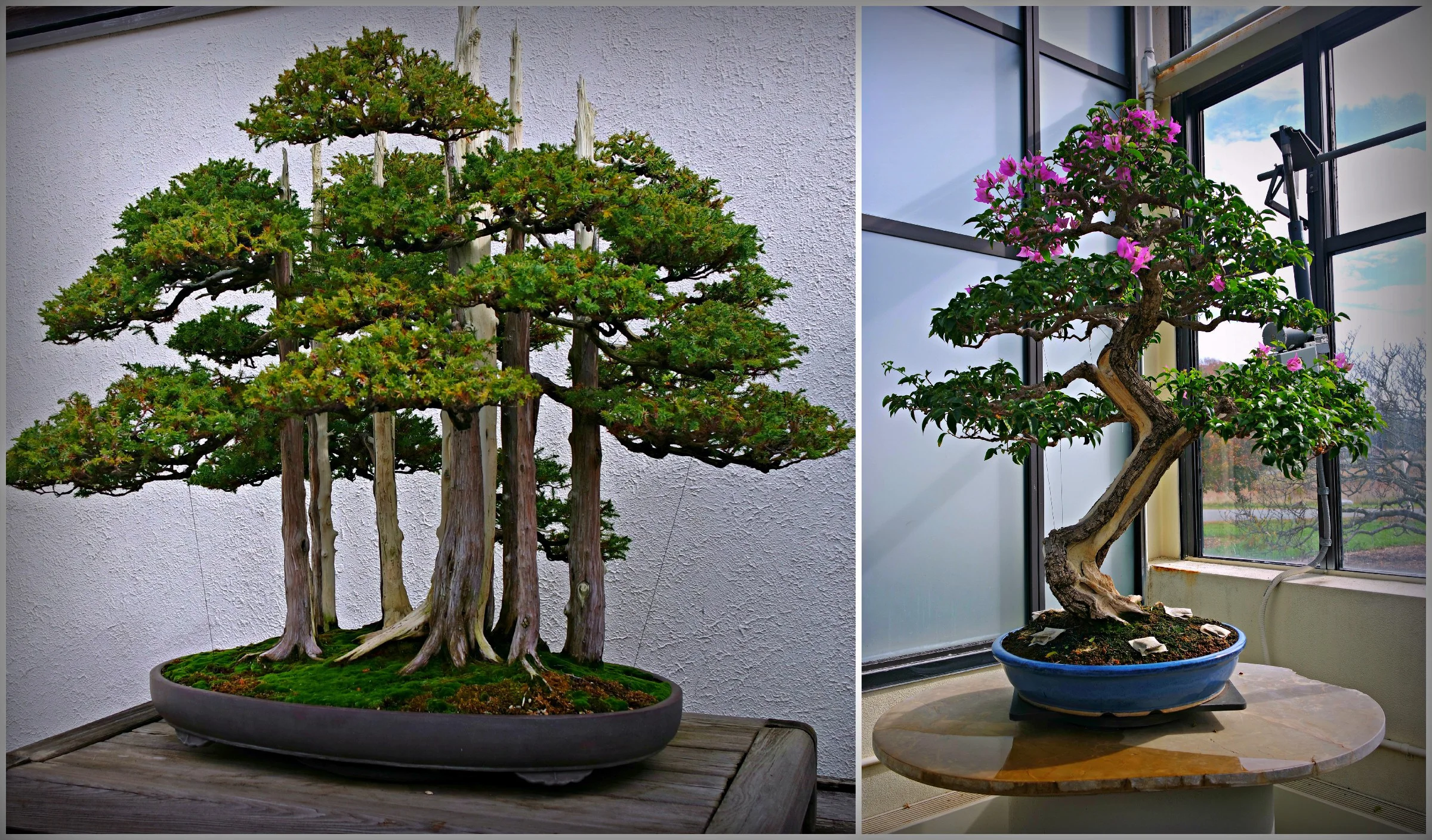 Bonsai Festival at U.S. National Arboretum