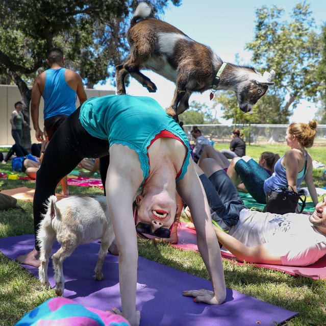 Goat Yoga - Wall Street Journal