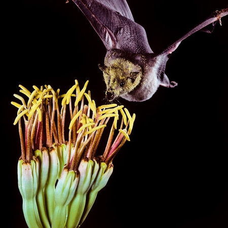 NPR - Bats and Tequila: Batty Hour