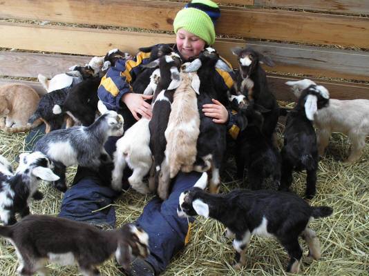 Goat Yoga - Popville