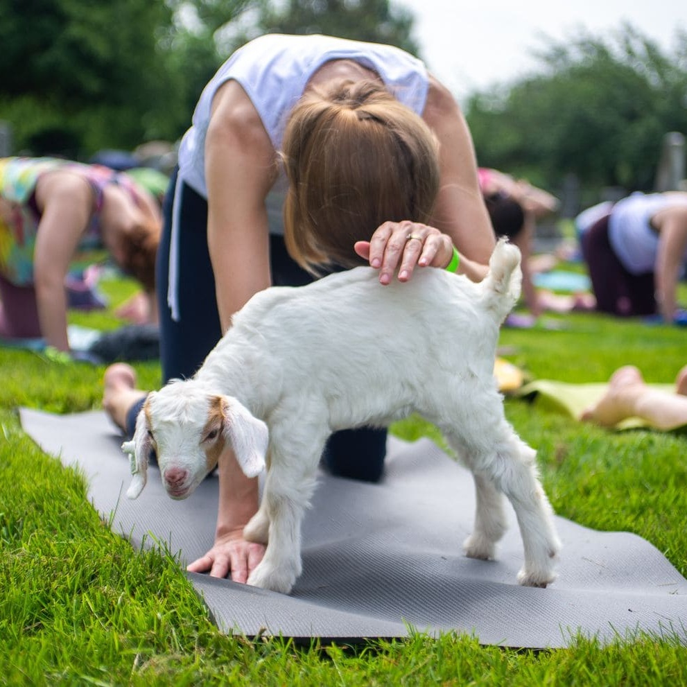 Goat Yoga - WaPo