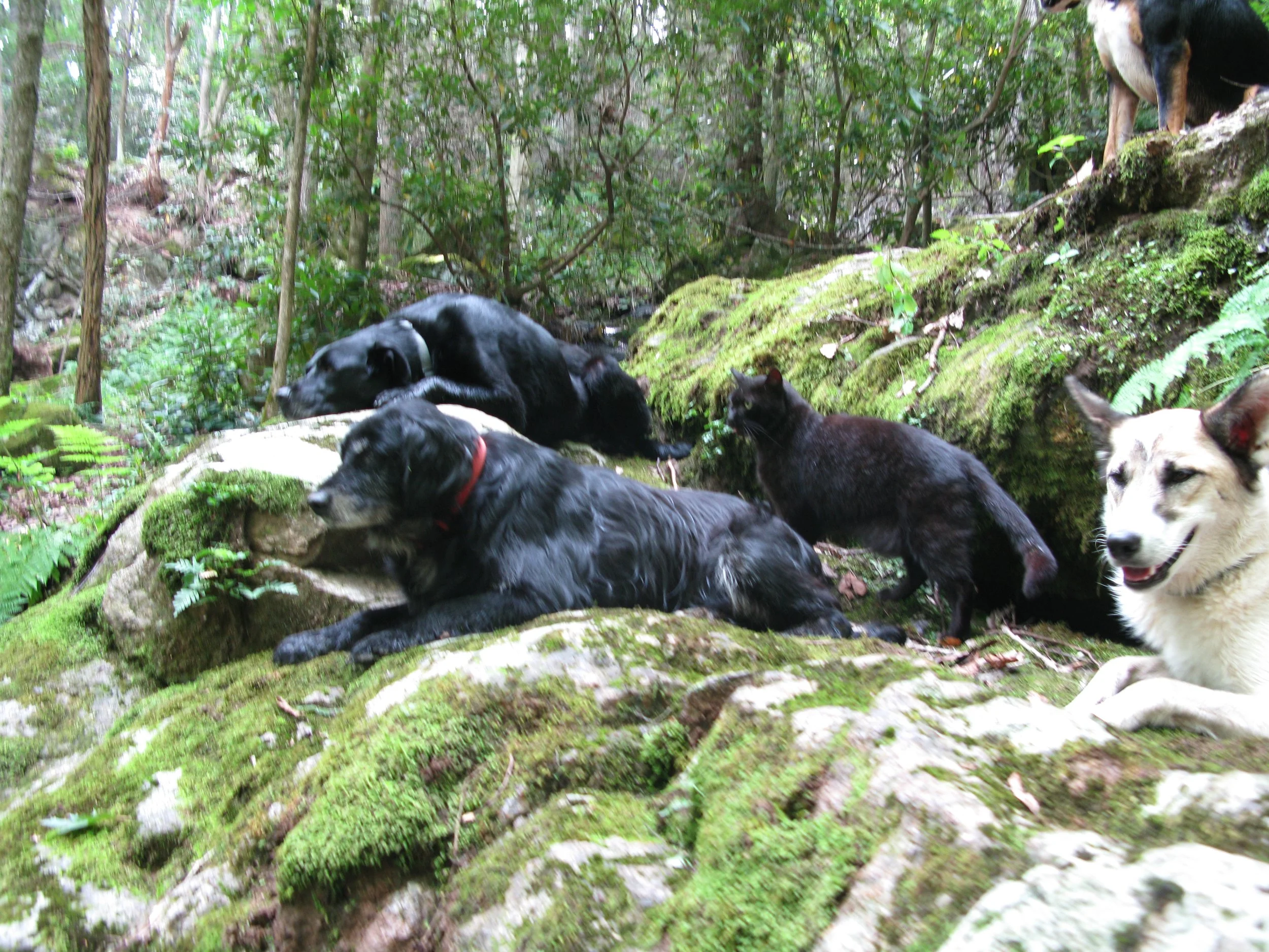 Everyday Practice; Walking with the Earth and Animals
