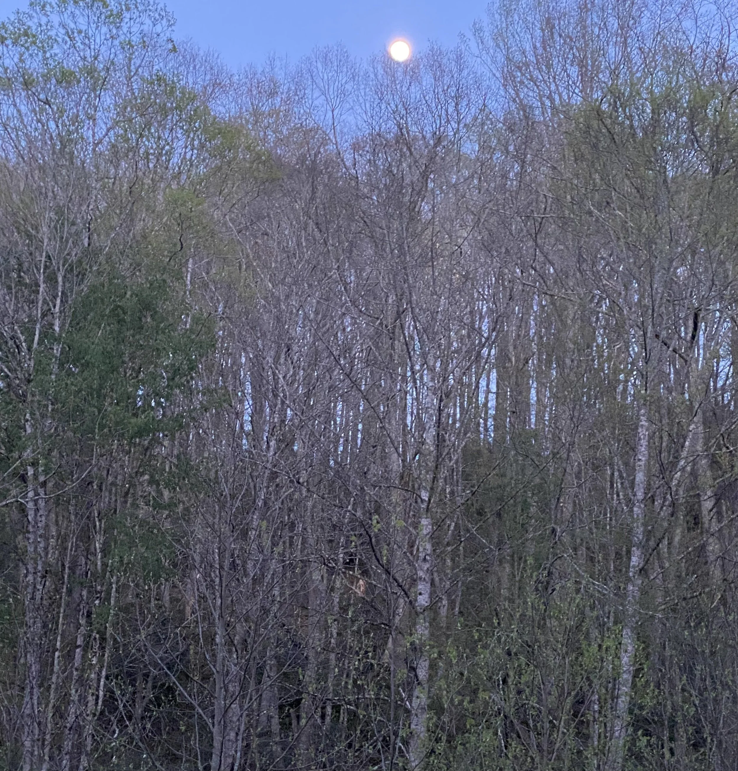 Grief, Joy and the Wisdom of Trees