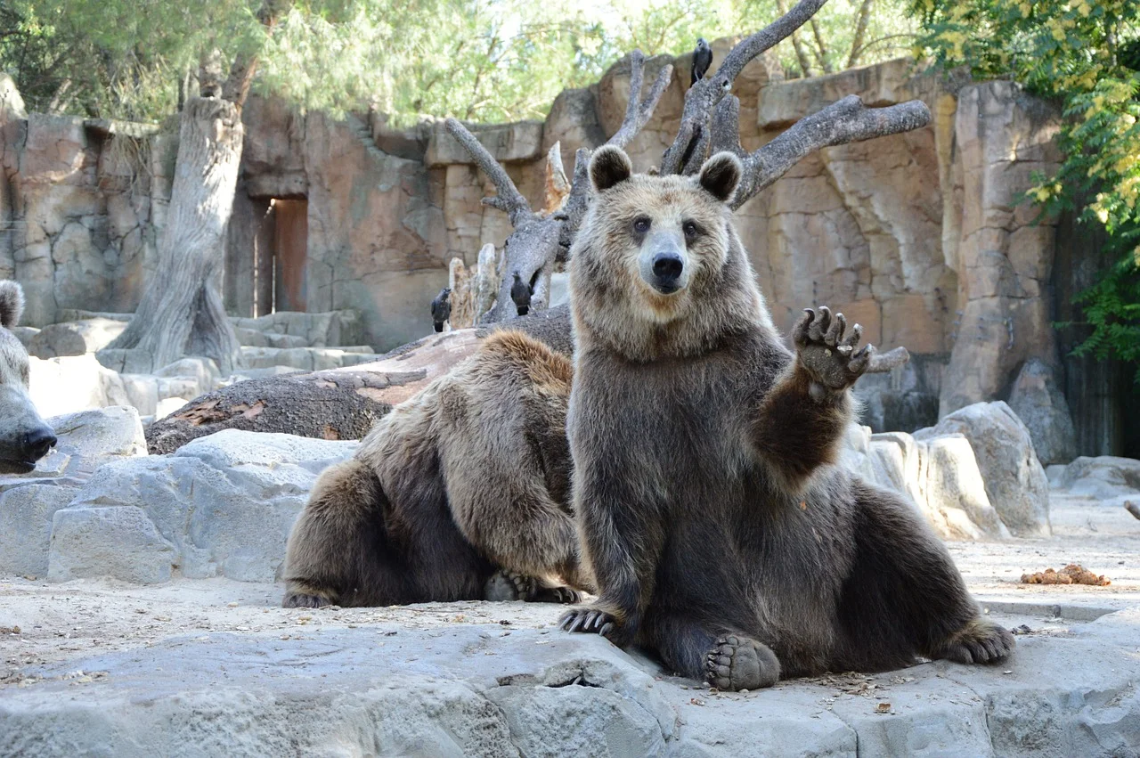 bear-1323389_1280.jpg