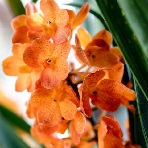 Photo: New York Botanical Garden