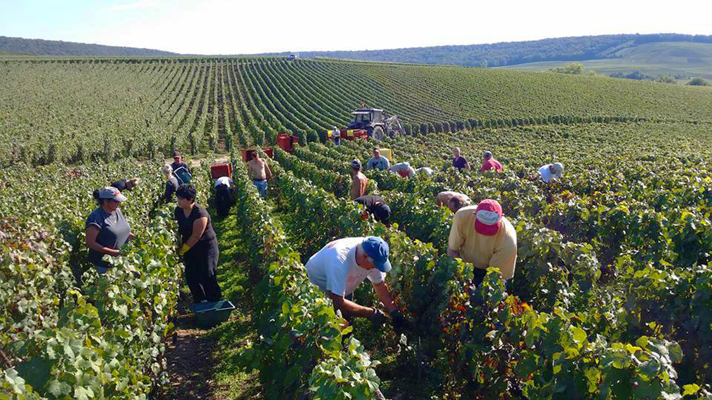 Champagne Picking_small.jpg