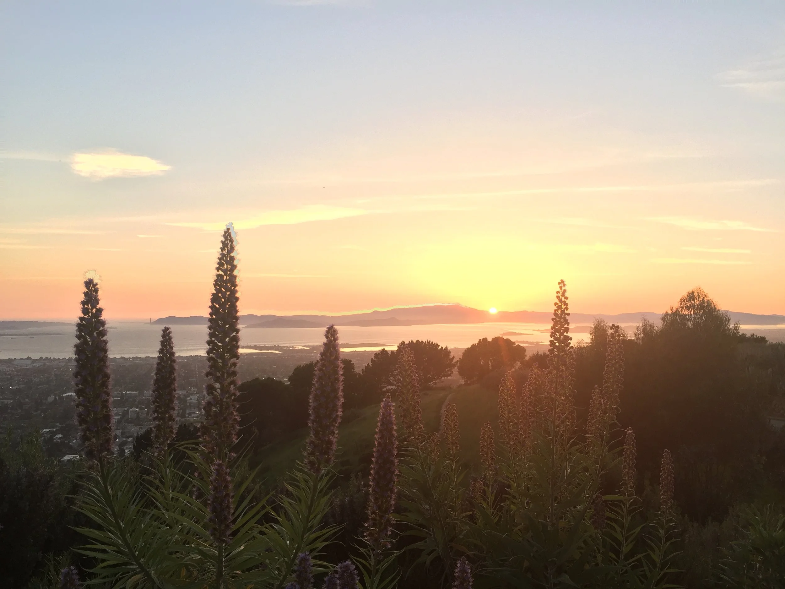 Strawberry Canyon and Panoramic Hill Sunset Hike