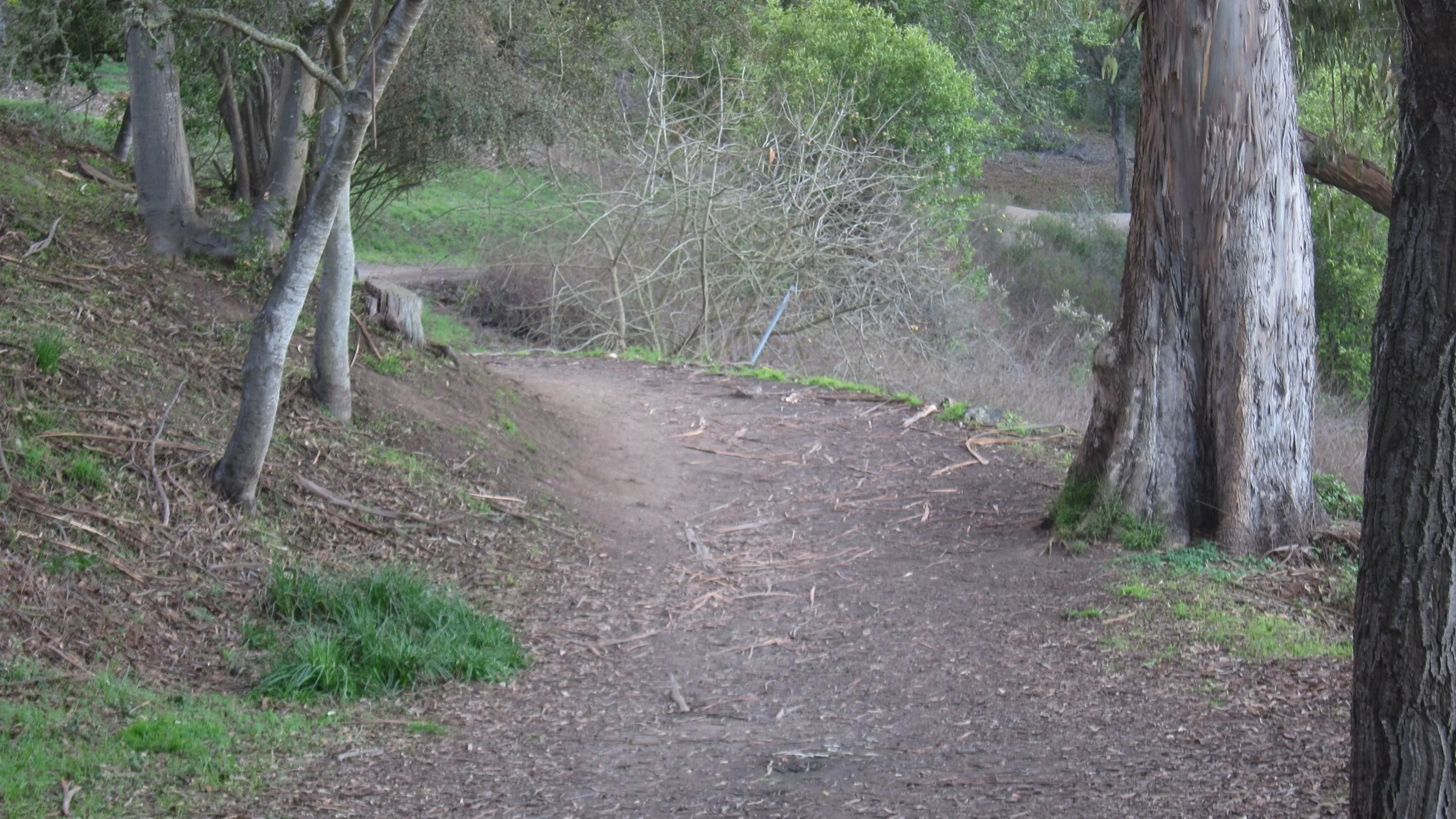 Step into the New Year